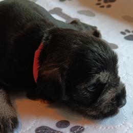 Boy 1 - Black and silver Miniature Schnauzer puppy in Asheville, North Carolina from Farbe Miniature Schnauzers