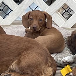 Dachshunds from Becky Angel