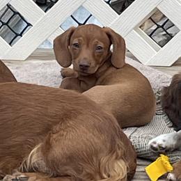 Dachshunds from Becky Angel