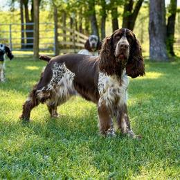 Pickle - English Springer Spaniel