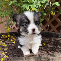 Girl 6 - Black and tan female Pembroke Welsh Corgi puppy in Bakersfield, California from Kern River Corgis