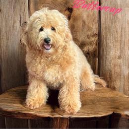 Buttercup - Goldendoodle