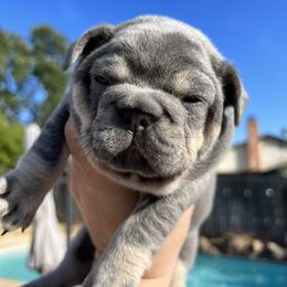 Boy 2 - French Bulldog puppy in Elk Grove, California from Love My Crazy Frenchies