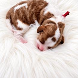 Doralee - Blenheim female Cavapoo puppy in Cedar City, Utah from Cedar Sprout Puppies