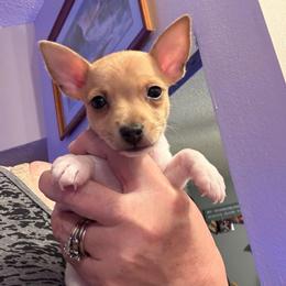 Pup C - White and tan male Toy Fox Terrier puppy in Clermont, Florida from Debbie Hiles's Toy Fox Terriers