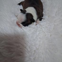 Lovey - Brindle and white female Boston Terrier puppy in Catawba, North Carolina from Lil Wiggles Boston Terriers