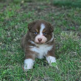 Flare - Red tri-color female Australian Shepherd puppy in Leavenworth, Kansas from Silverbrook Australian Shepherds