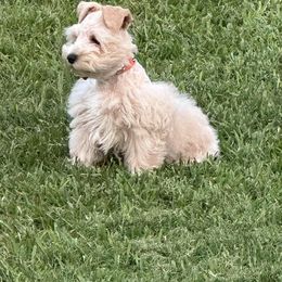 CHAPI - Wheaten male Miniature Schnauzer puppy in Newton, Alabama from Grace’s Schnauzers Paradise USA