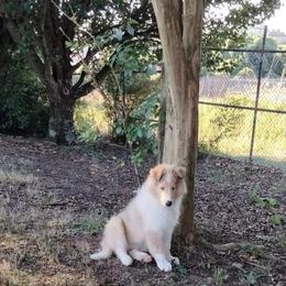 Collie Puppies from Dove Creek Collies