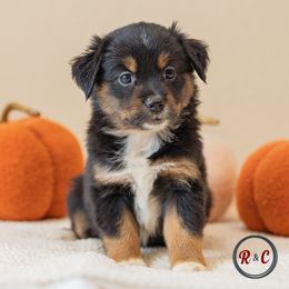 Taffy - Black tri female Miniature Australian Shepherd puppy in Buna, Texas from R & C Kennels