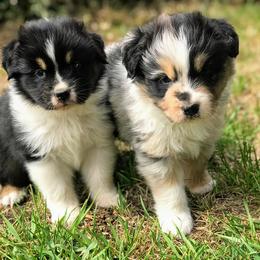 Australian Shepherd Puppies from Lydon Australian Shepherds