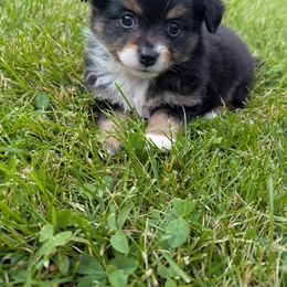 Milo - Black tri male Toy Australian Shepherd puppy in Howell, Michigan from Our Family Toy Aussies of Michigan