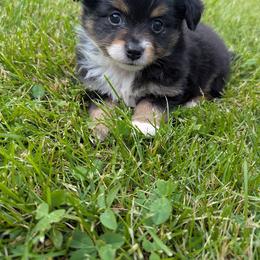 Milo - Black tri male Toy Australian Shepherd puppy in Howell, Michigan from Our Family Toy Aussies of Michigan