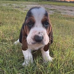 Yellow - Black brown and white male Basset Hound puppy in Douglas, Georgia from Huffer Hounds and Havanese