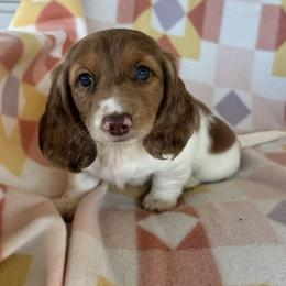 Girl 1 - Piebald female Dachshund puppy in Oklahoma from DRB Dachshunds