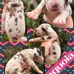SEQUOIA - Chocolate and white female Great Dane puppy in Wellsville, New York from Prophecy Danes