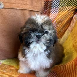 SUPER SALE Chili - Red and white male Shih Tzu puppy in Sharon, Pennsylvania from Keystone Danes and Shih tzus