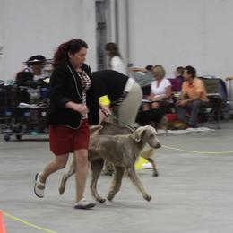 Long Haired Weimaraners and Weimaraners from Drehbar Weimaraners