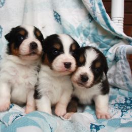 Australian Shepherd, Goldendoodle, and Poodle Puppies from 5AFarms
