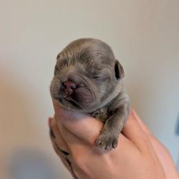 Stitch - Liver male French Bulldog puppy in Porter, Texas from Whatabulldog