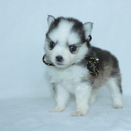 Zoey - Silver female Pomsky puppy in Clarkston, Utah from Red Rock Ranch Breeders