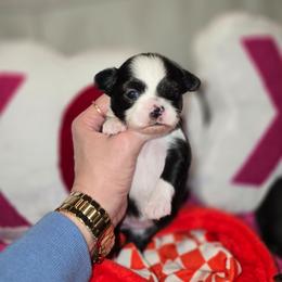 Girl 1 - Black and white female Chihuahua puppy in Lugoff, South Carolina from Cutie Pie Chihuahua's