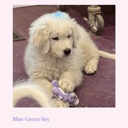 Blue-Green Boy - White male Maremma Sheepdog puppy in Kings County, California from Prancing Pony Farm Maremma Sheepdogs