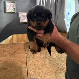 Boy 2 - Black and mahogany male Rottweiler puppy in Lima, Ohio from Vom Hause Bishop