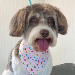 Starr - Havanese