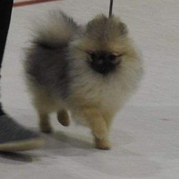 Pomeranian Puppies from Lone Wolf Poms