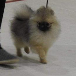 Pomeranian Puppies from Lone Wolf Poms