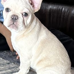 French Bulldog Puppies from Olivia’s Frenchies