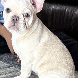 French Bulldog Puppies from Olivia’s Frenchies