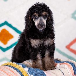 Poodle Puppies from Setting the Standard Poodles