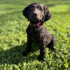 Boykin Spaniel Puppies from Drakes Creek Boykins LLC