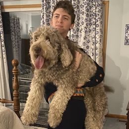 Double Doodles and Labradoodles from Molly’s Doodles