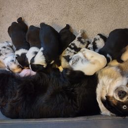 Australian Shepherd Puppies from Ramos Standards