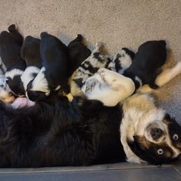Australian Shepherd Puppies from Ramos Standards