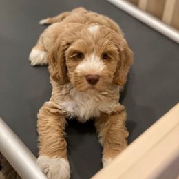 Australian Labradoodle Puppies from Majestic Labradoodles