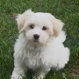 Coton de Tulear Puppies from My Sweet Cotons