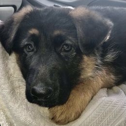 German Shepherd Puppies from Oregon German Shepherds