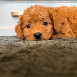 Stella - Red female Cavapoo puppy in Tolono, Illinois from The Golden Rule Doodles and Poos