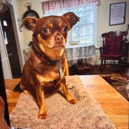 Peaches - Chihuahua