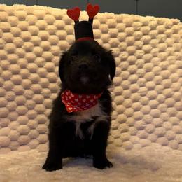 Minimal white BBF - with tail - 2 hazel eyes - Black & white female Miniature Australian Shepherd puppy in Connelly Springs, North Carolina from Appalachian Aussies