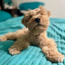 Remy - Miniature Schnauzer