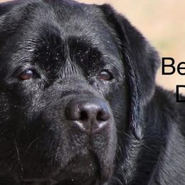Labrador Retrievers from Jamie Schlenker