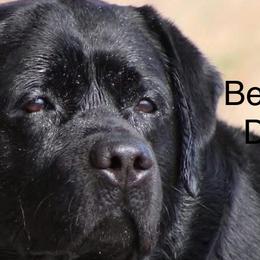 Labrador Retrievers from Jamie Schlenker