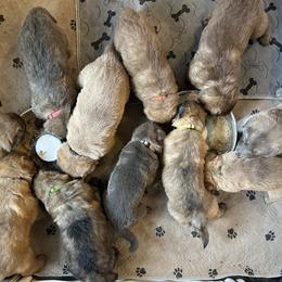 German Shepherd Puppies from Scenic City Shepherds