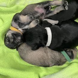 Miniature Schnauzer Puppies from Krystle's Miniature Schnauzers