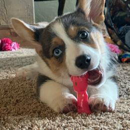 Pembroke Welsh Corgi Puppies from Shabby Chic Corgis